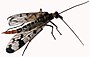 Scorpionfly (white background).jpg