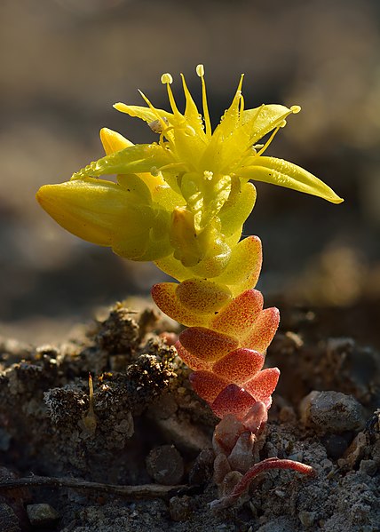 File:Sedum acre single - Niitvälja.jpg