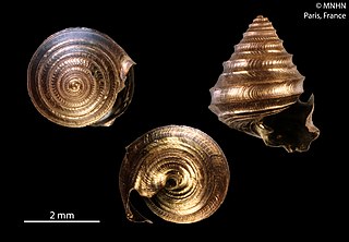 <i>Seguenzia formosa</i> Species of gastropod