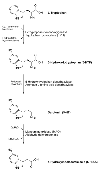 קובץ:Serotonin biosynthesis.svg