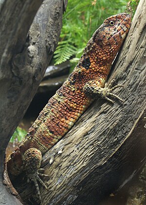 Shinisaurus crocodilurus (4).jpg