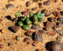 Kısa Yapraklı Dudleya.JPG