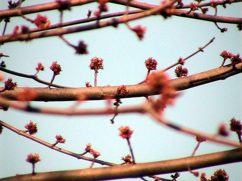 File:Silver maple tree buds.jpg