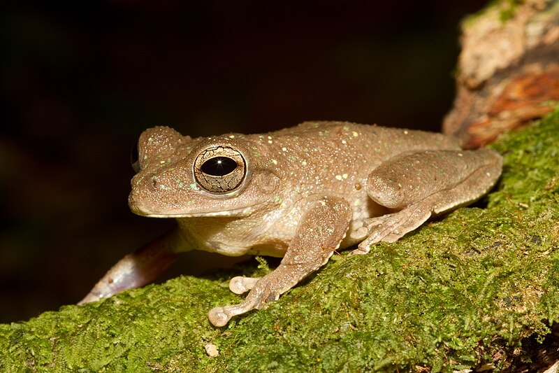 Cuban tree frog - Wikipedia