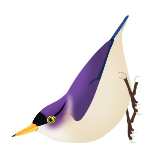 <span class="mw-page-title-main">Yellow-billed nuthatch</span> Species of bird