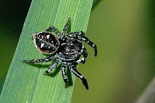 <i>Attulus floricola</i> species of spider