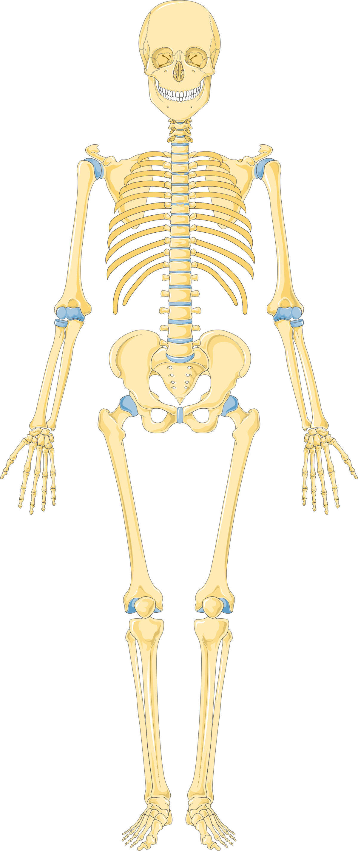 LE SQUELETTE HUMAIN (HUMAN SKELETON- Esqueleto humano) – MEDIFUTUR