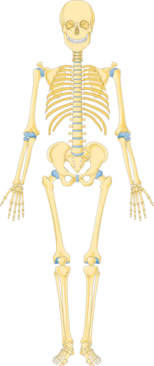 Skeleton 3 -- Smart-Servier.png