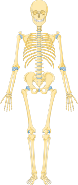 Skeleton 3 -- Smart-Servier.png