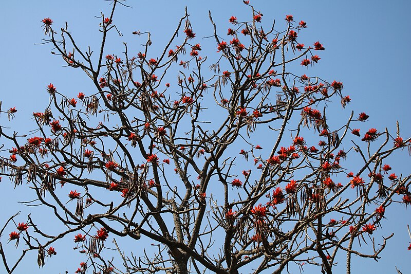 File:Sky & Tree, Saatchori National Park, Hobigonj, Sylhet, Bangladesh.jpg