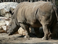 White rhino