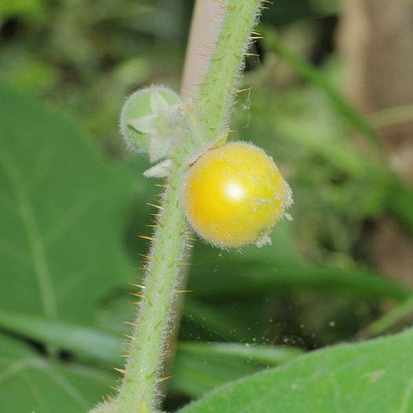 File:Solanum quitoense-IMG 3450.jpg