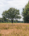 Solitaire eik (Quercus). Locatie, Stuttebosch in de lendevallei. Provincie Friesland.