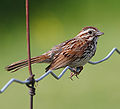 Thumbnail for File:Song Sparrow 02.jpg