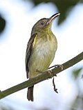 Southern Bentbill.jpg