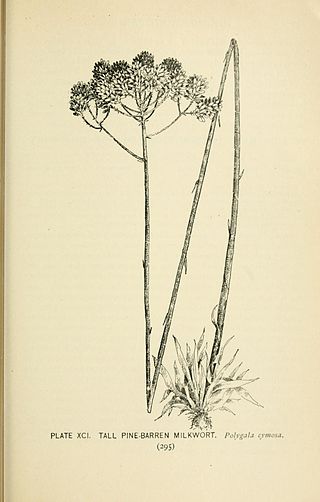 <i>Senega cymosa</i> Species of flowering plant