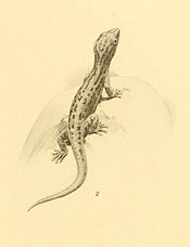 Sphaerodactylus pictus 01-Barbour 1921.jpg