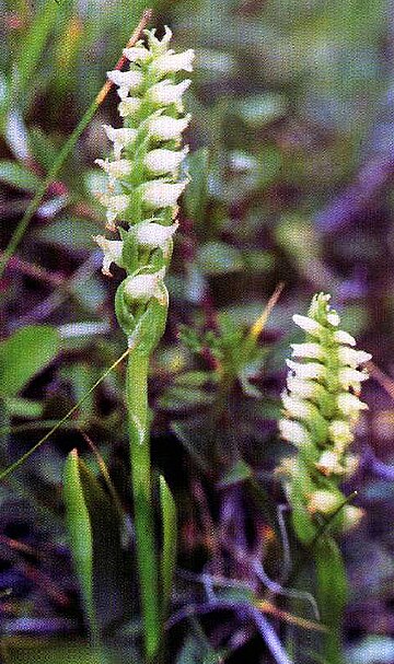 Spiranthes romanzoffiana