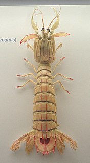 <i>Squilla mantis</i> Species of crustacean