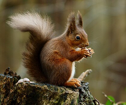 Риђа веверица (Sciurus vulgaris), такође позната и као евроазијска веверица, због своје распорстањености.