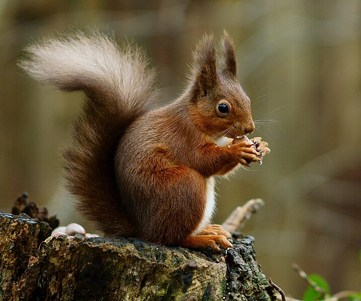 File:Squirrel posing.jpg