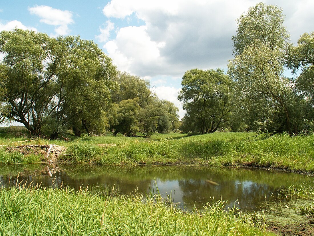 Kaleńsko