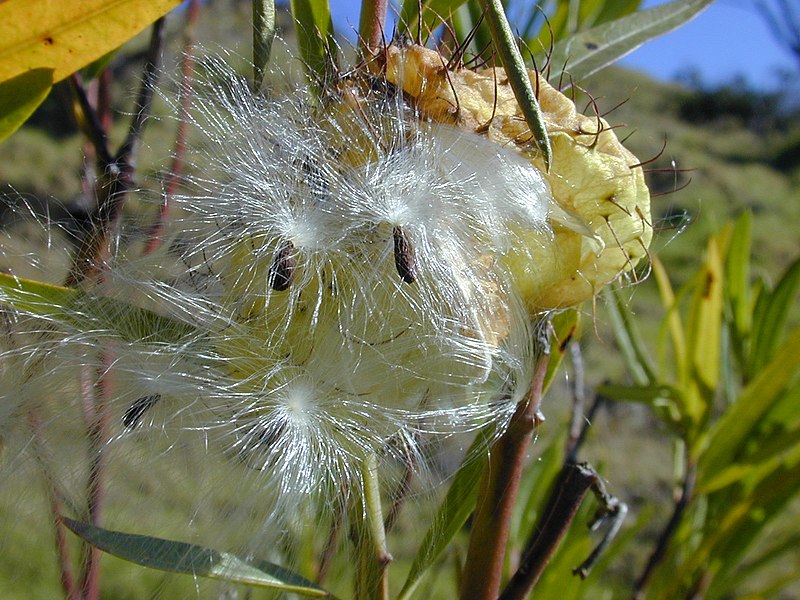 File:Starr-030210-0016-Asclepias physocarpa-seeds and pappus-Auwahi-Maui (24252209689).jpg