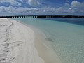 Starr-170615-9287-Tournefortia argentea-school of fish in ocean view Old Fuel Pier-Cargo Pier Sand Island-Midway Atoll (36224232781).jpg
