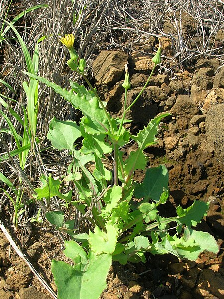 File:Starr 060405-6900 Sonchus oleraceus.jpg