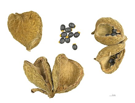 S. setigera, dry capsules and seeds – MHNT