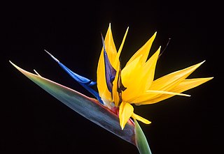 <i>Strelitzia</i> Genus of flowering plants