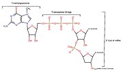 Thumbnail for Decapping complex