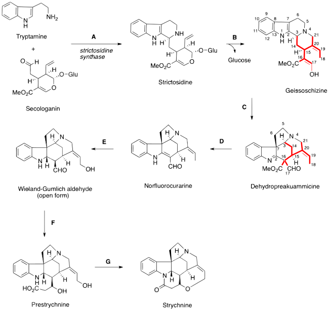 strikninbiosintezo