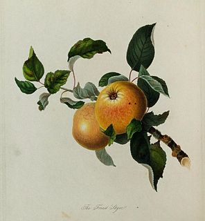 <span class="mw-page-title-main">Styre</span> Apple cultivar