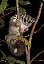 Thumbnail for Sugar glider