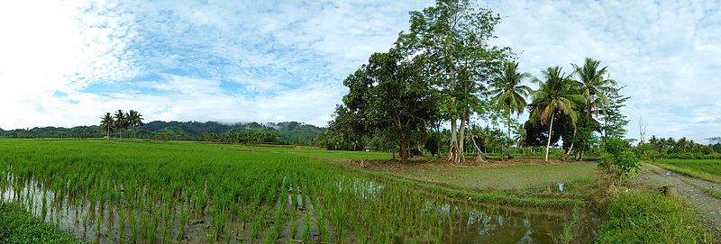 File:Sulawesi rice field trees.jpg