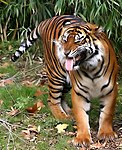 Ένας τίγρης που "γλείφει" τον αέρα κατά τη διάρκεια της αντίδρασης φλέμεν