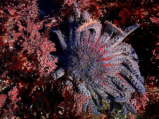 Sun flower sea star in tide pools