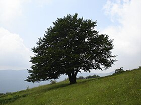 Fagus sylvatica (European Beech)