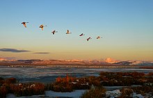 Red Rock Lakes National Wildlife Refuge was covered in a compact between the State of Montana and the U.S. federal government in 1999. Swans over Lower Red Rock Lake (6531264313).jpg