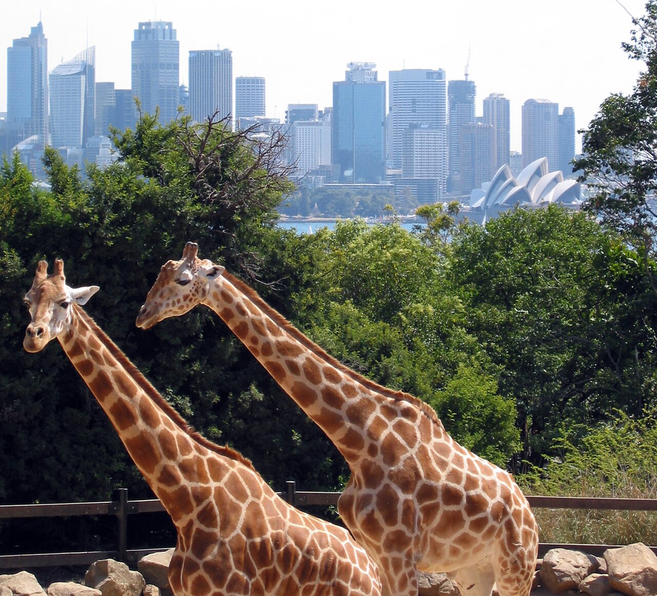 Taronga zoo. Зоопарк Таронга в Австралии. Таронга Сидней. Зоопарк в Сиднее Австралия.