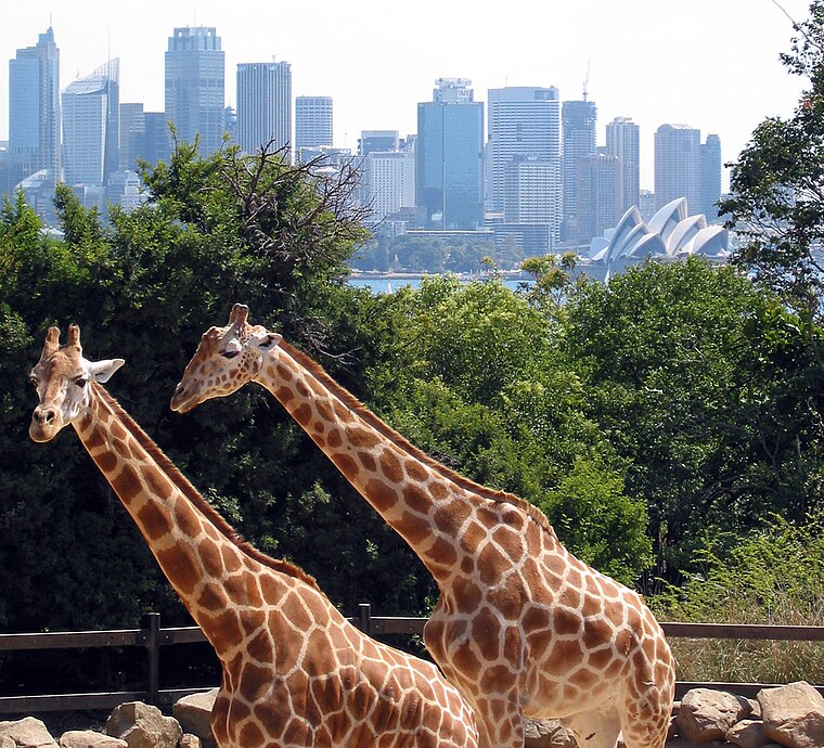 Sydney zoo. Зоопарк Таронга в Австралии. Таронга Сидней. Зоопарк в Сиднее Австралия.