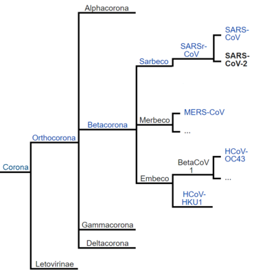 Sars-Cov-2: Entdeckungsgeschichte, Bezeichnung, Merkmale