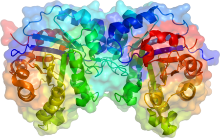 Side view of triose phosphate isomerase dimer. TPI1 structure.png