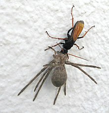 Pompilidae, Tachypompilus ignitus, a typical spider-hunting wasp, has paralysed a female Huntsman spider, and is dragging it up a wall to the intended shelter Tachypompilus ignitus PompilidaeIMG 3672a.jpg