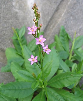 Talinum fruticosum