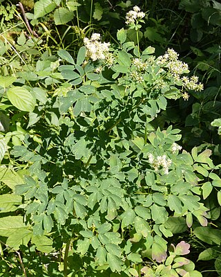 <span class="mw-page-title-main">Tall meadow-rue</span> Index of plants with the same common name