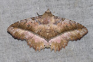 <i>Tamba</i> (moth) Genus of moths