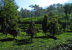 Piantagioni di tè a Kuttikkanam, vicino Thekkady