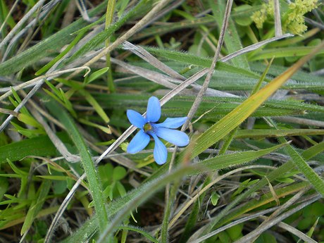 Tecophilaea